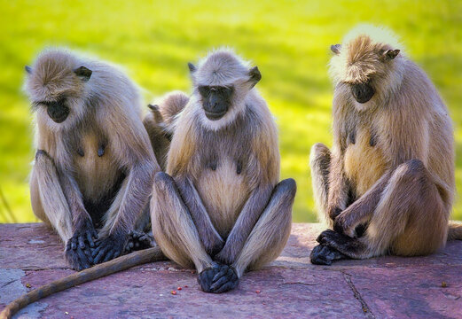 3 Monkeys