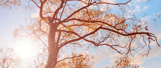 An incredibly beautiful sunset against the background of tree branches. The clouds are colored orange-red. Play of colors of an autumn sunset on a blue sky with clouds. Landscape.