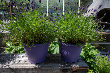 Purple lavender flowers in blossom on plants in violet pots