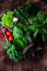 vegetables in a garden