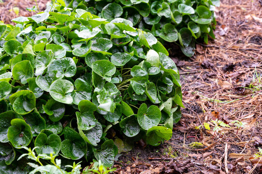 Botanical collection, green leaves of asarum europaeum medicinal plant