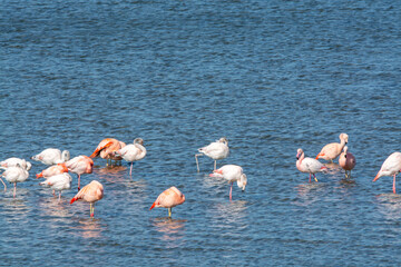 Colony of pink flamingos wintering in Grevelingen salt lake near Battenoord village in Zeeland, Netherlands