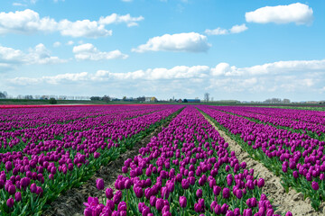 Naklejka na ściany i meble Dutch landscape, colorful tulip flowers fields in blossom in Zeeland province in april
