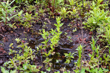 Mentha aquatica medicinal plant or water mint is perennial flowering plant in the mint family Lamiaceae.