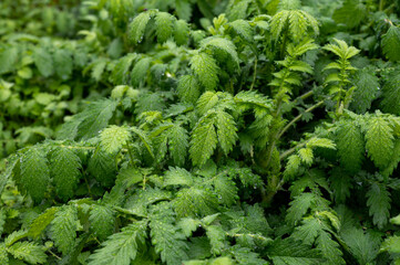 Botanical collection, young green leaves of medicinal plant Agrimonia eupatoria is  species of agrimony or common agrimony, church steeples or sticklewort.