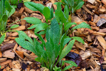 Botanical collection, young green leaves of edible and medicinal garden plant Tanacetum balsamita perennial temperate herb or costmary, alecost, balsam herb, bible leaf, or mint geranium