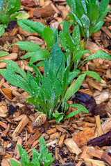 Botanical collection, young green leaves of edible and medicinal garden plant Tanacetum balsamita perennial temperate herb or costmary, alecost, balsam herb, bible leaf, or mint geranium