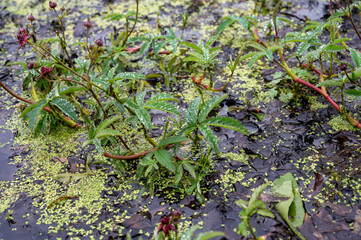 Comarum palustre or Potentilla palustris medicinal plant, known by the common names purple marshlocks, swamp cinquefoil and marsh cinquefoil waterside shrub.