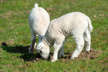 Obraz premium Lambs family with newborn ram graze on the green dams of the North Sea in Zeeland, Netherlands