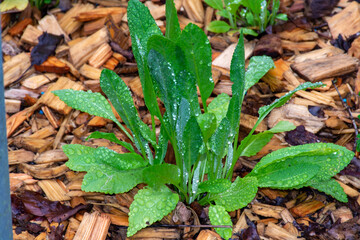 Botanical collection, young green leaves of edible and medicinal garden plant Tanacetum balsamita perennial temperate herb or costmary, alecost, balsam herb, bible leaf, or mint geranium