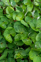 Botanical collection, green leaves of jeffersonia diphylla medicinal plant