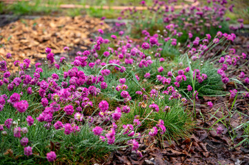 Botanical collection, blossom of pink sea Armeria Maritima wild flowers