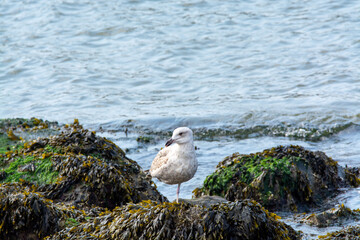 Young seagull sitting on rock during low tide in North Sea, Zeeland, Netherlands