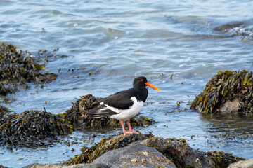 Eurasian oystercatcher bird looking for oysters during low tide in Oesterschelde national park, Zeeland, Netherlands
