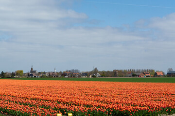 Tulip bulbs production industry, colorful tulip flowers fields in blossom in Netherlands