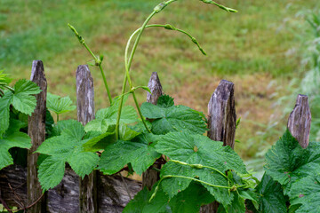 Botanical collection, green leaves of Humulus lupulus or hop plant used for making beer