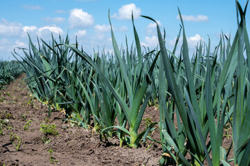 Farm fields with rows of growing green leek onion