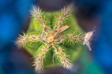 thorns on a cactus