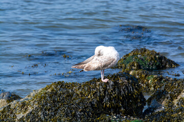 Young seagull sitting on stone during low tide in North Sea, Zeeland, Netherlands