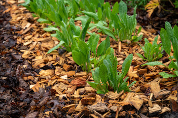 Botanical collection, young green leaves of edible and medicinal garden plant Tanacetum balsamita perennial temperate herb or costmary, alecost, balsam herb, bible leaf, or mint geranium
