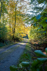 Obraz premium a hiking trail leads through a forest. autumnal atmosphere in a forest where the leaves have different colors. 