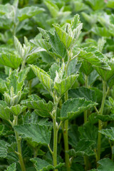 Botanical collection, medicinal plant althaea officinalis in summer