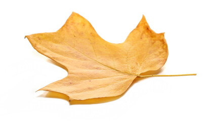  Yellow leaf in autumn isolated on white