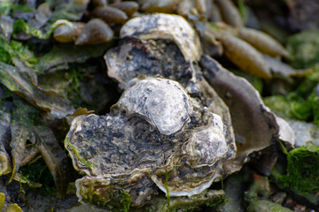 Wild creuse oysters shellfish growing on stones in salted water of Oesterschelde during low tide, Zeeland, Netherlands