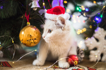 Happy white  cat plays with a Christmas toy. New year season, holidays and celebration. Naughty cute kitten near fir tree