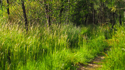 For&ecirc;t des Landes de Gascogne, dont la flore est opulente