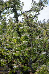 Fototapeta premium Farming in Netherlands, rows of blossoming pear trees on fruit orchards in Zeeland.