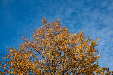 Fototapeta na wymiar different colors trees in autumn against a bright blue sky. yellow golden an green leaves in the forest. 