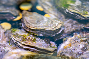Live oysters filter flowing water close up