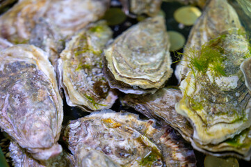 Live oysters filter flowing water close up
