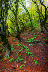 The beginning of autumn in the forest in the mountains