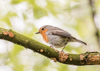 Just a littel bird in the garden