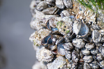 Group of live mussels clams shellfish growing on wooden poles at low tide in North sea, Zoutelande, Zeeland, Netherlands