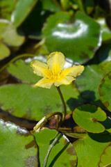Yellow Floating Heart