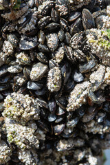 Group of live mussels clams shellfish growing on wooden poles at low tide in North sea, Zoutelande, Zeeland, Netherlands