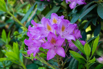 Blossom of purple phododendron flowers, evergreen decorative plant.