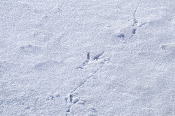 A close up of a fresh white newly fallen snow on the ground with a large wild bird print in the snow. The fresh print is shallow exposing dark cold ice underneath. The track is moving downward.