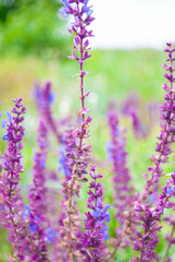 lavender flowers in the field