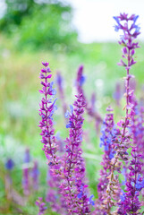 Obraz premium flowers in the garden