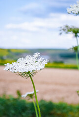 Fototapeta premium white flowers against blue sky