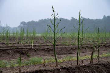 Growing cycle of white asparagus plants in summer