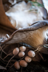 oyster mushrooms on the ground