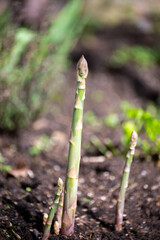 Young schoots of green asparagus vegetable growing in spring garden