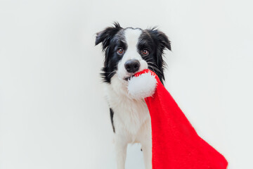 Funny portrait of cute smiling puppy dog border collie with Christmas costume red Santa Claus hat in mouth isolated on white background. Preparation for holiday. Happy Merry Christmas concept.