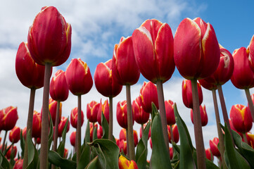 Tulip bulbs production industry, red tulip flowers fields in blossom in Netherlands up view