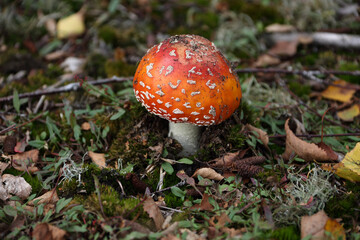 Close-up of poisonous toadstool mushroom growing on forest ground surrounded by moss and leaves